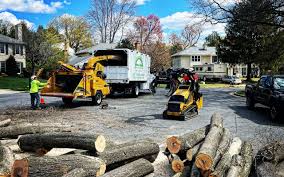  , USA Tree Removal Pros